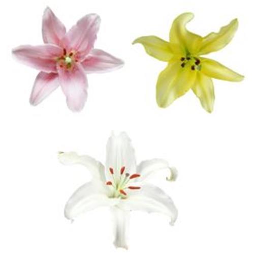PINKS, WHITE, & YELLOW  ASSORTED ORIENTAL LILIES